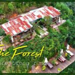Cafe In The Forest – Điểm Đến Cà Phê Giữa Rừng Thông Đà Lạt Mê Hoặc Lòng Người