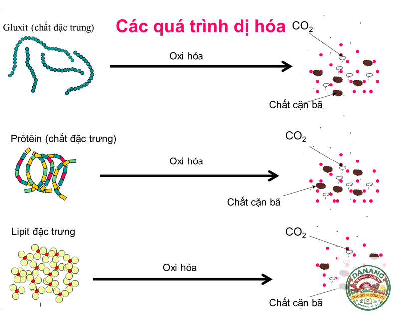 Dì Hoa - Hình 2