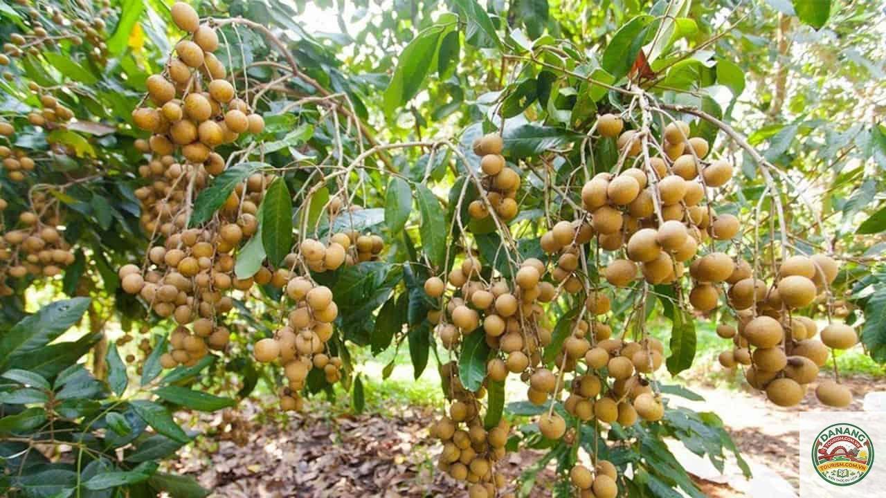 Bến Tre mùa trái cây - Image 2