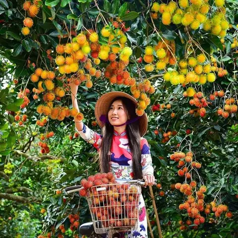 du lịch Chợ Lách Bến Tre - Image 5
