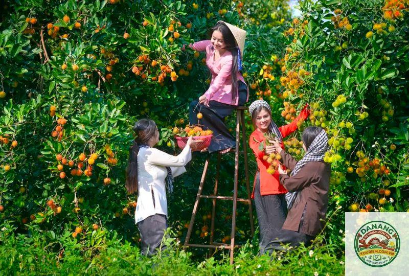 vườn cây ăn trái Bến Tre - Image 3