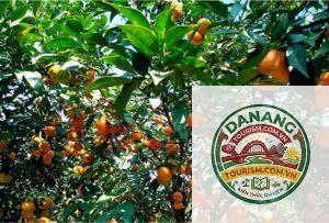 vườn cây ăn trái Bến Tre