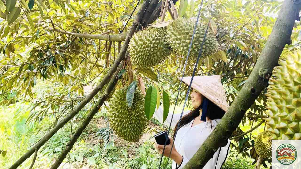 vườn trái cây Bến Tre - Image 4